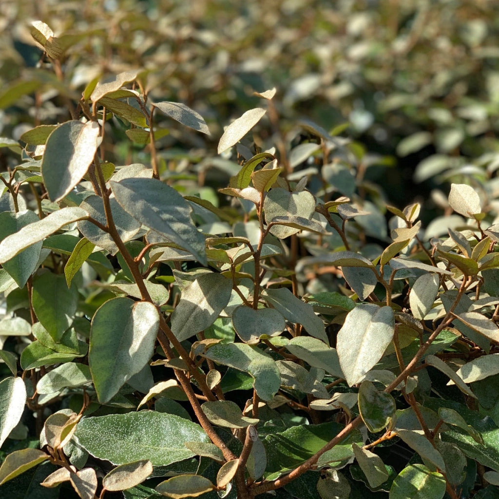 ELEAGNUS EBBINGEI COMPACTA CESP.24