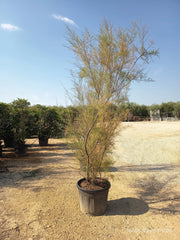 TAMARIX RAMOSISSIMA CESP.60 Lt.90