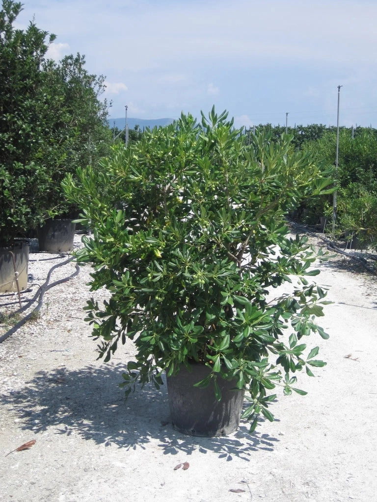 Gardenaria Pittosporo - Pittosporum tobira - Arbusto ornamentale da giardino Altezza: 35/45 cm (vaso 18)