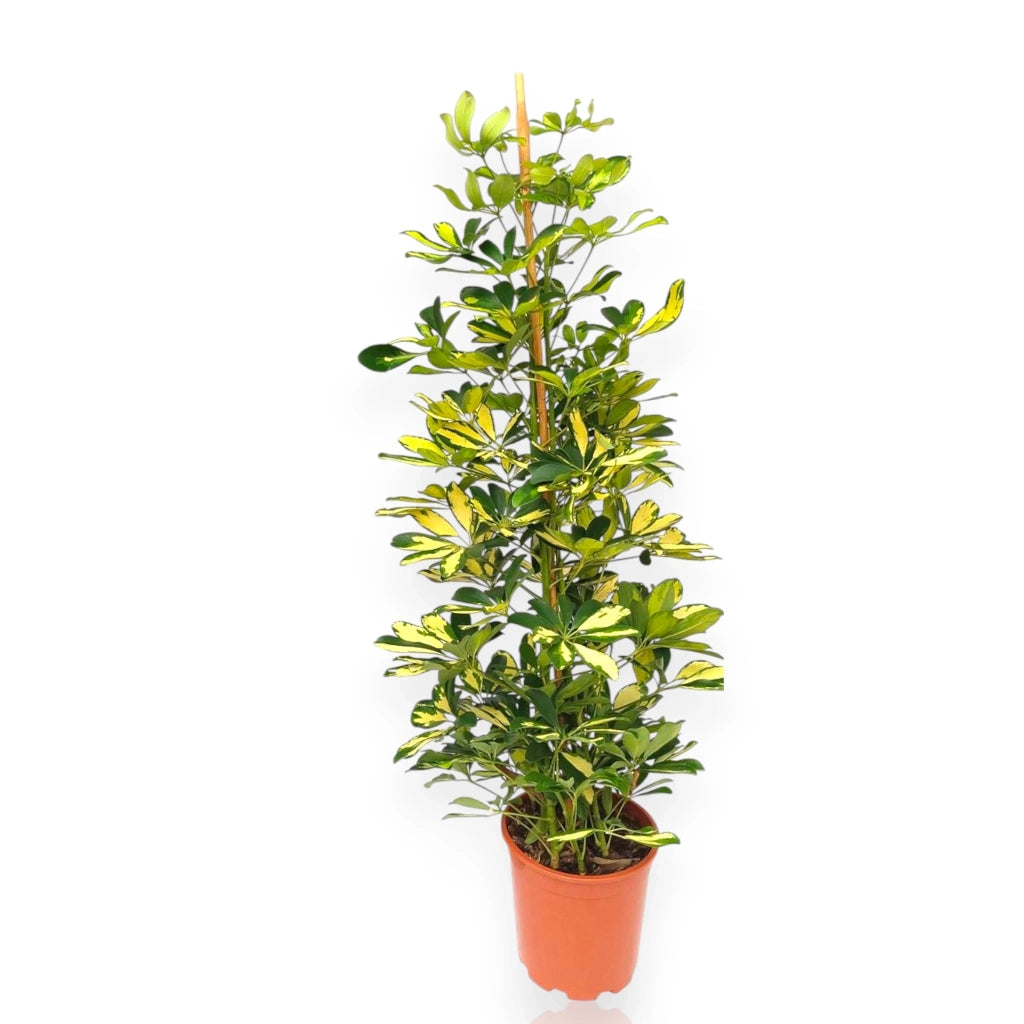 Gardenaria Schefflera arboricola 'Gold capella' - Pianta da interno ornamentale Altezza: 125 cm (vaso 27)