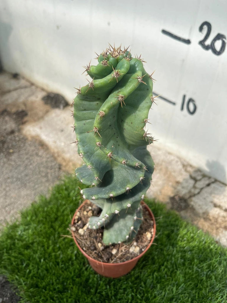 CEREUS FORBESII CV. SPIRALIS - Pianta Grassa Cactus Vaso 10,5 H30 cm Foto Reali