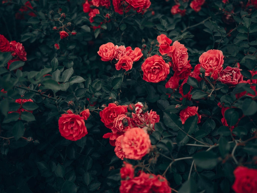 ROSA ICEBERG VASO 24