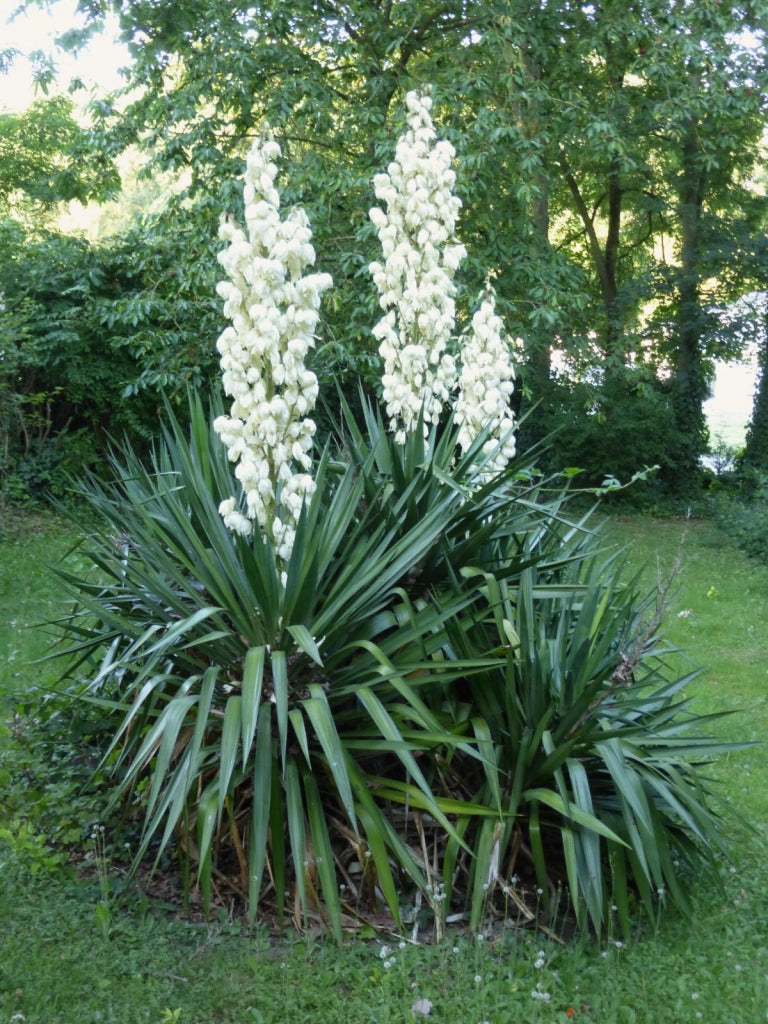 YUCCA GLORIOSA VASO 50