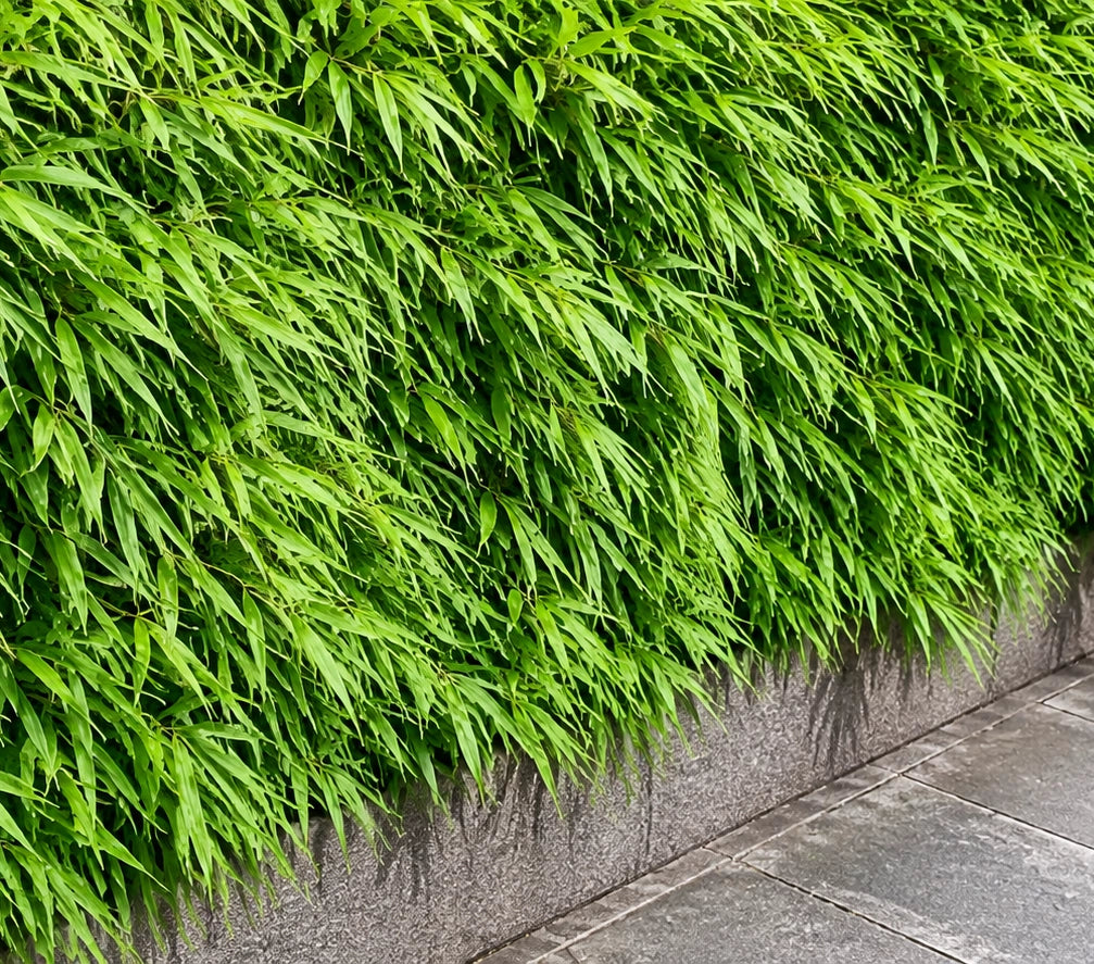 Gardenaria Fargesia Rufa - Fargesia rufa - Bambù ornamentale da esterno Altezza: 50/80 cm (vaso18)