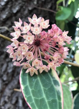 Hoya macrophylla fiore di cera vaso 8 cm foto reali