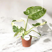 Gardenaria Philodendron 'Jose buono' - Pianta da interno ornamentale Altezza: 25 cm (vaso 15)