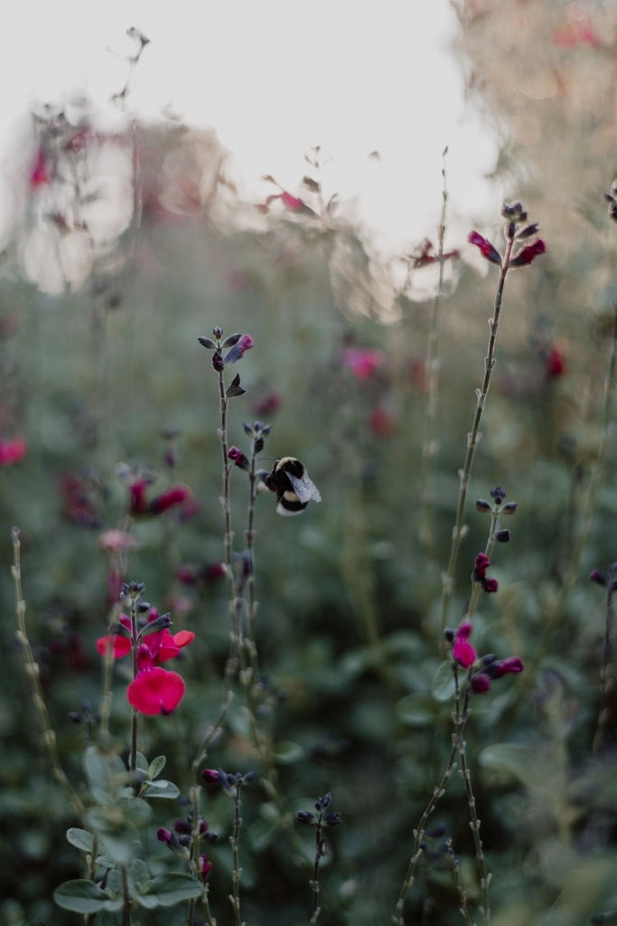 SALVIA ROEMERIANA ROSSO VASO 18