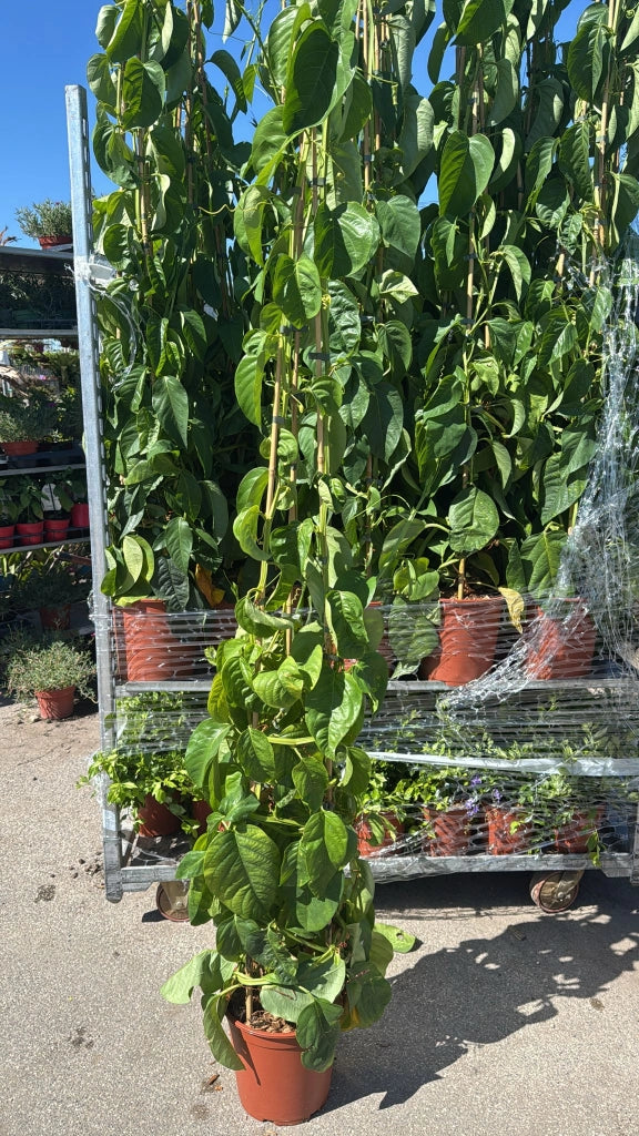 PIANTA DI PASSIFLORA quadrangularis vaso24 H 180CM