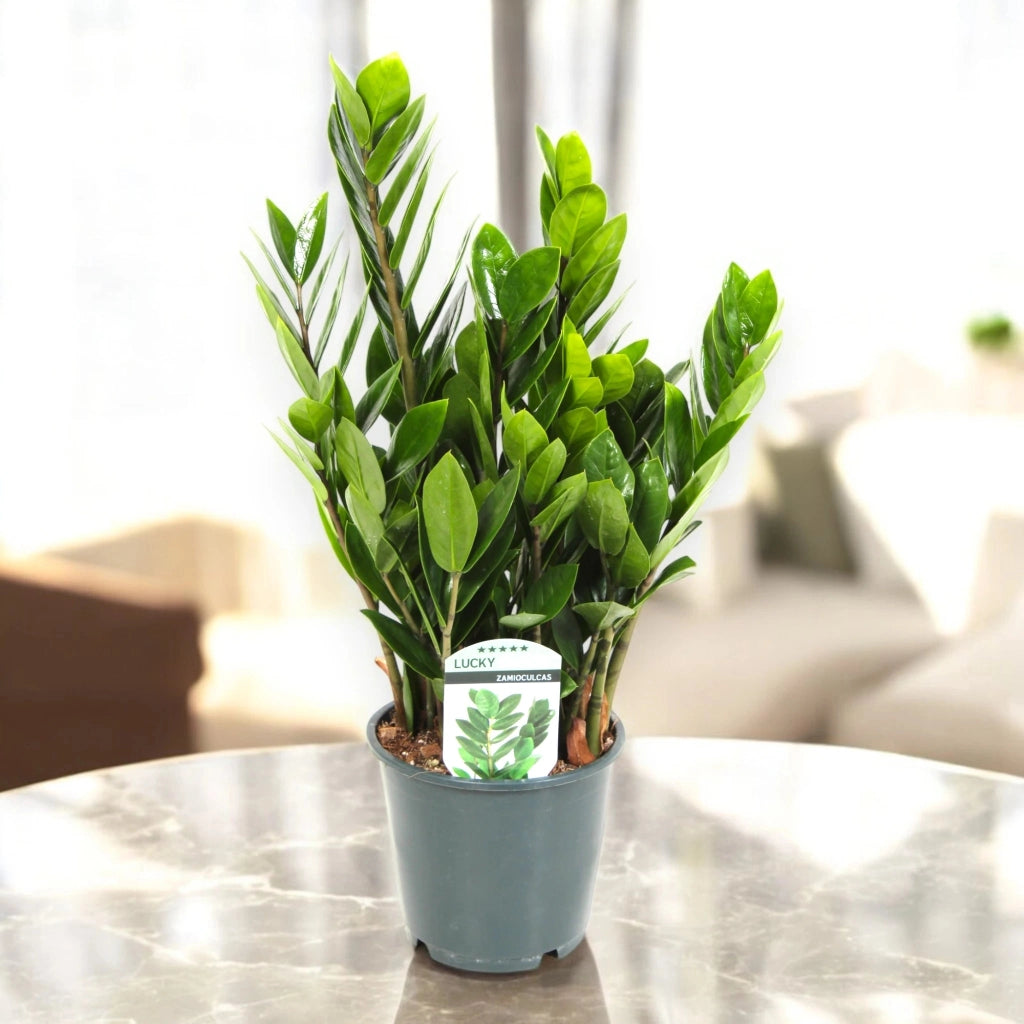 Gardenaria Zamioculcas zamiifolia - Pianta da interno ornamentale Altezza: 70/80cm (vaso 19)