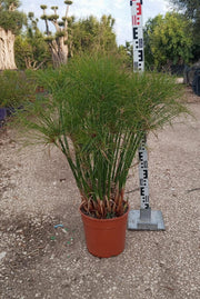CYPERUS PAPYRUS (PAPIRO) VASO 24