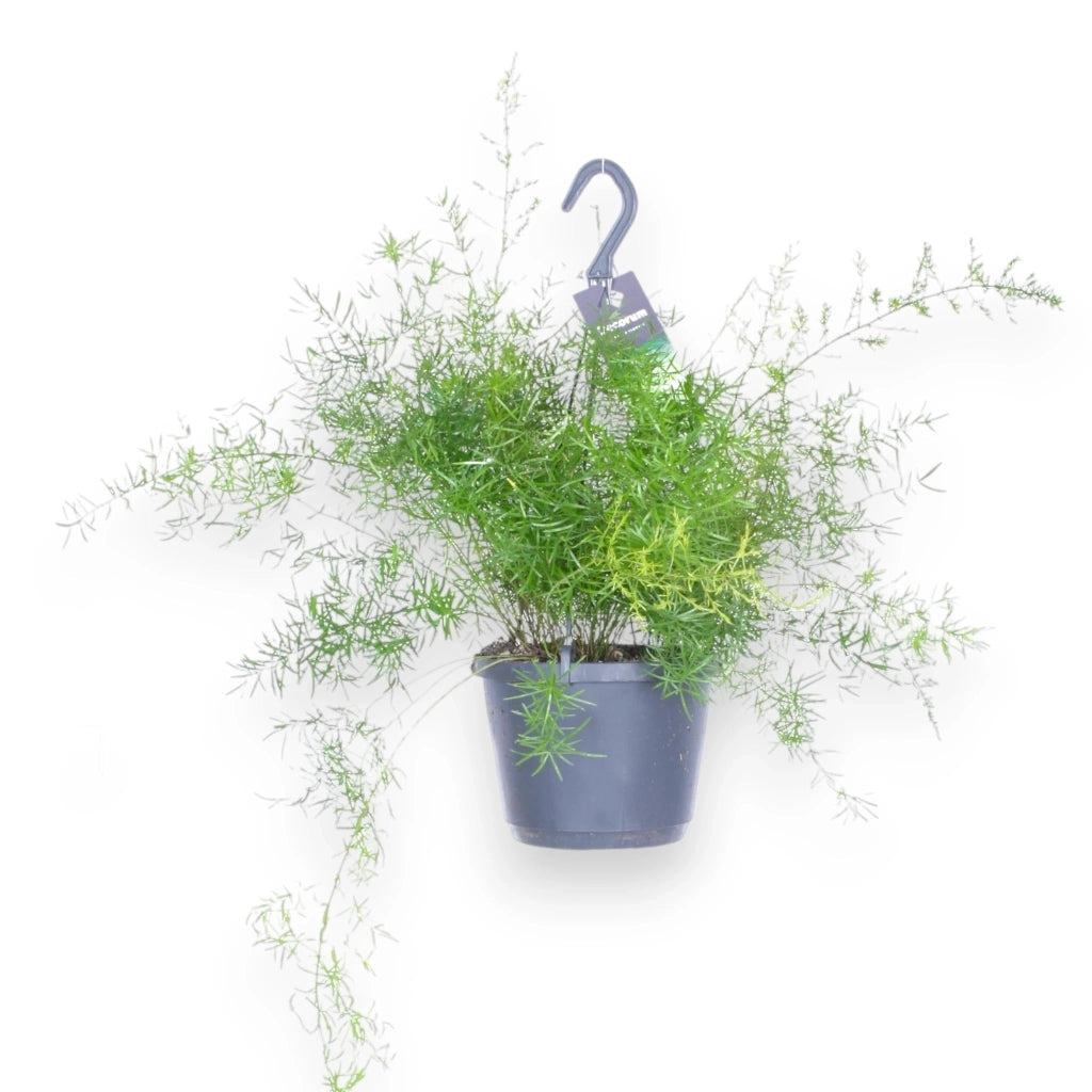 Gardenaria Asparagus densiflorus 'Sprengeri' - Pianta da interno ornamentale Altezza: 40 cm (vaso 12)