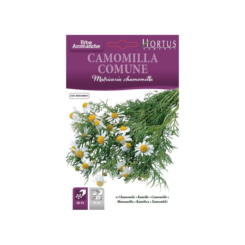 Camomilla comune DB