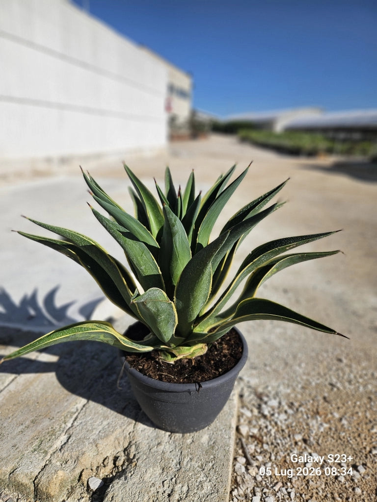 AGAVE DESMETTIANA VARIEGATA CIOTOLA 30