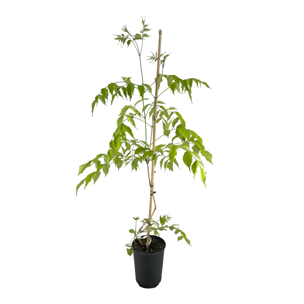 BIGNONIA ROSSA Atropurpurea Tromba d'Angelo vaso 18cm AMDGarden