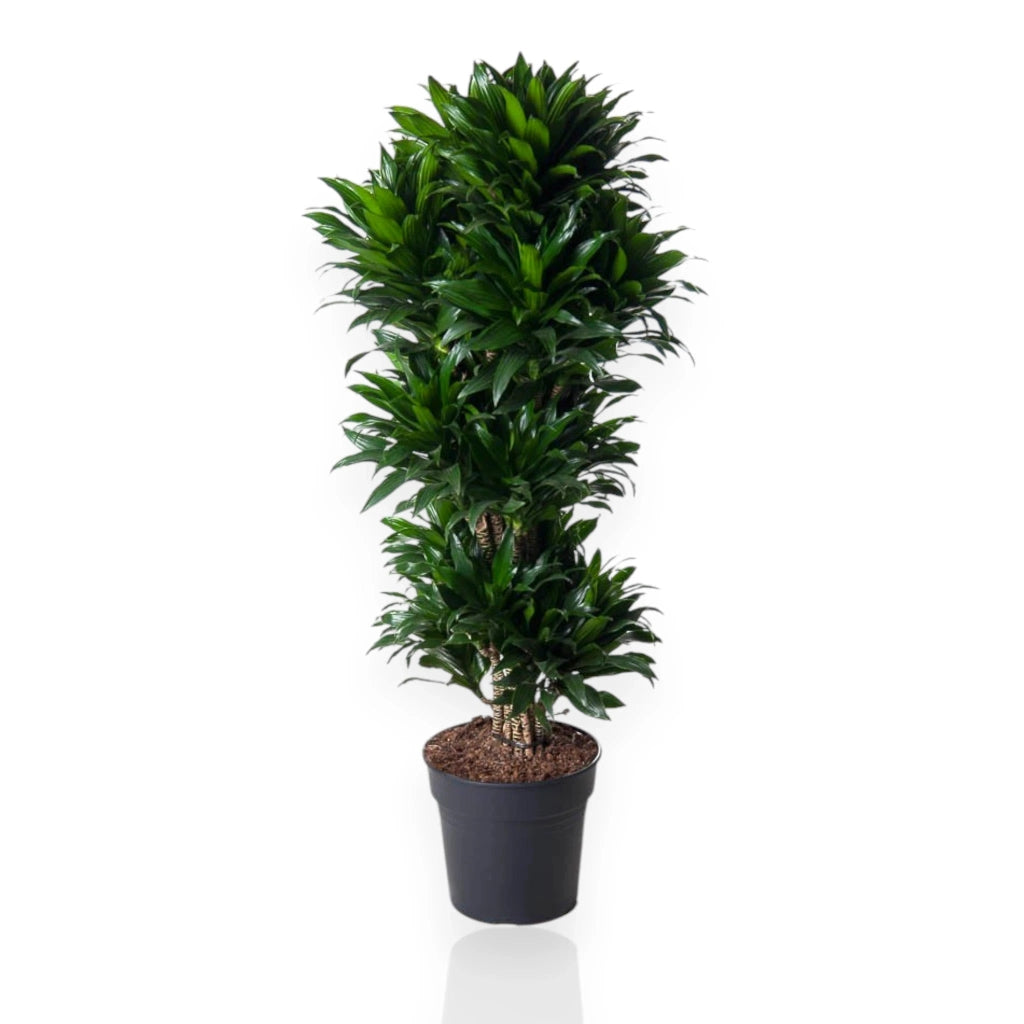 Gardenaria Dracaena fragrans 'Compacta' - Pianta da interno ornamentale Altezza: 90 cm (vaso 21)