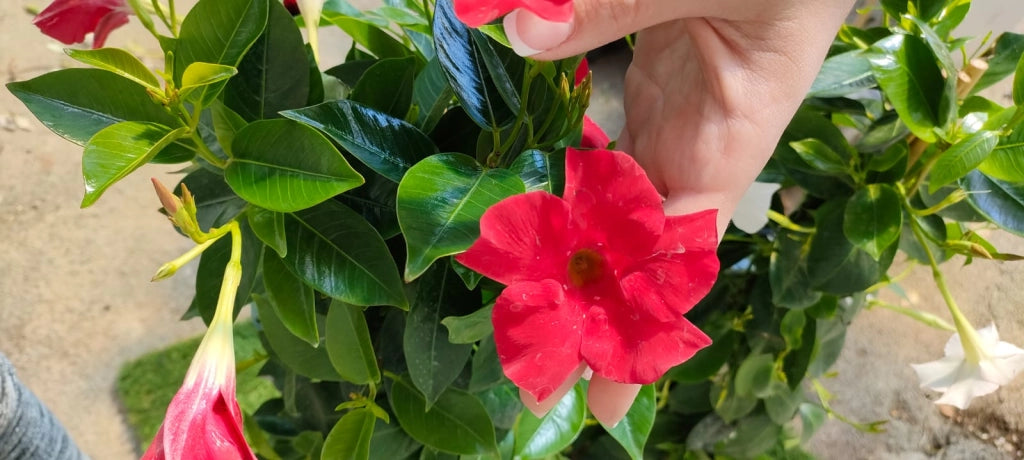 Pianta Dipladenia vaso 14 foto reali Colore: Rossa