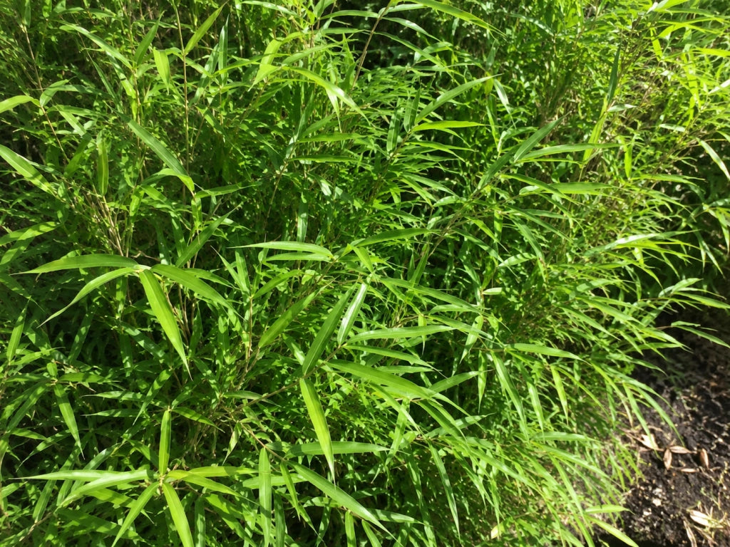 Gardenaria Bambù Nano Tsutsumiana - Bambusa tsutsumiana - Bambù ornamentale da esterno Altezza: 50 cm (vaso 24)
