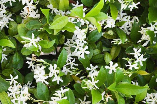 10 piante di Rincosperma (Falso Gelsomino) H150 cm foto reali