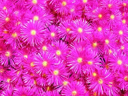 Drosanthemum Hispidum Barba di Giove BASKET 18cm FOTO REALI