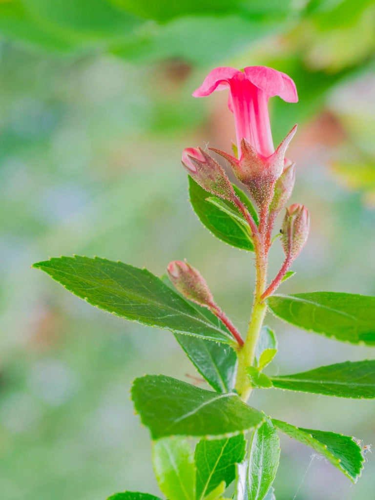 ESCALLONIA RUBRA MACRANTHA VASO 18