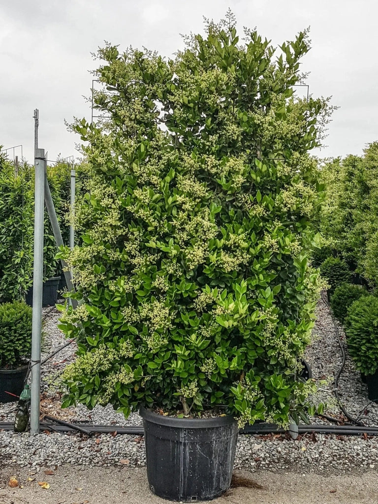 Gardenaria Ligustro - Ligustrum texanum - Arbusto ornamentale da giardino Altezza: 80/110 cm (vaso24)