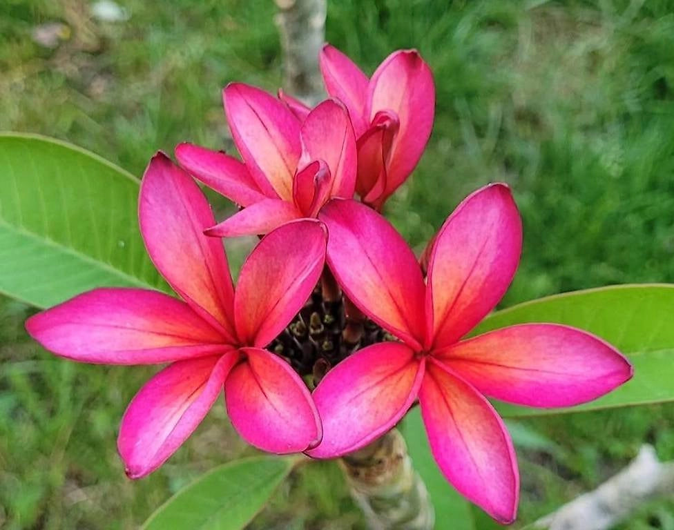 Pianta di plumeria frangipane 'Epic', vaso 15cm h 50cm, foto reale