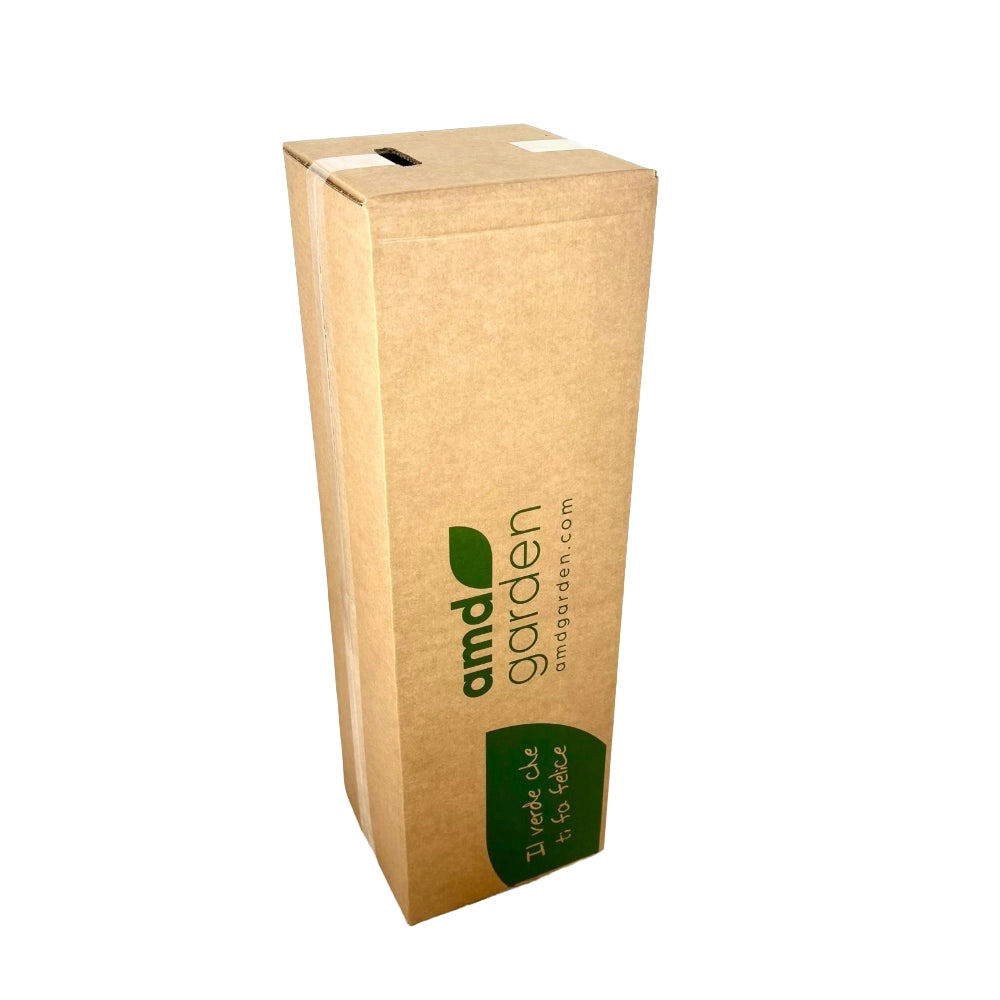 Pianta di Albero della Neve Profumato CHIONANTHUS VIRGINICUS vaso 18cm AMDGarden