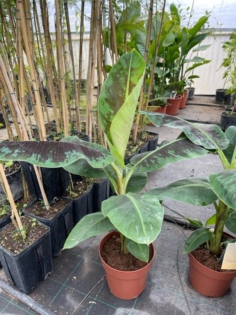 Pianta di Musa tropicana banano foto reali