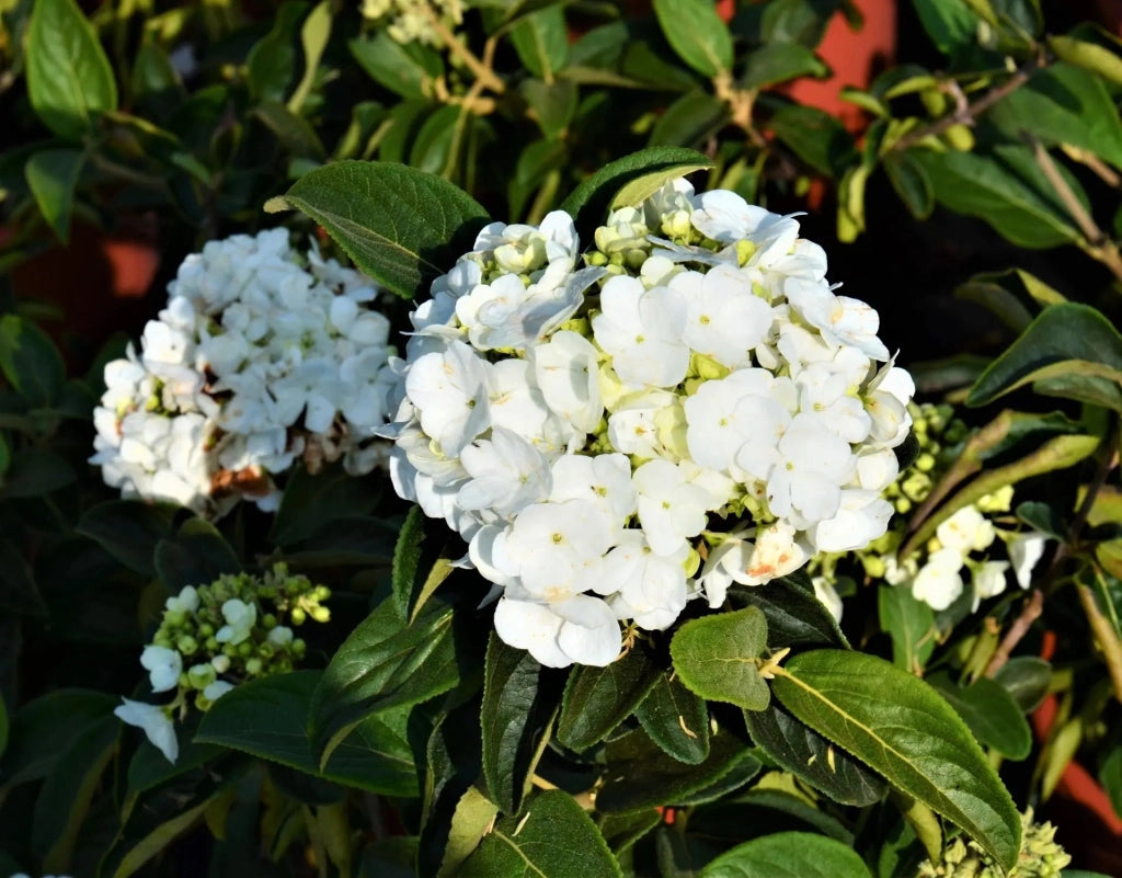 Gardenaria Viburno - Viburnum 'Macrocephalum' - Arbusto ornamentale da giardino Altezza: 50/70 cm (vaso19)