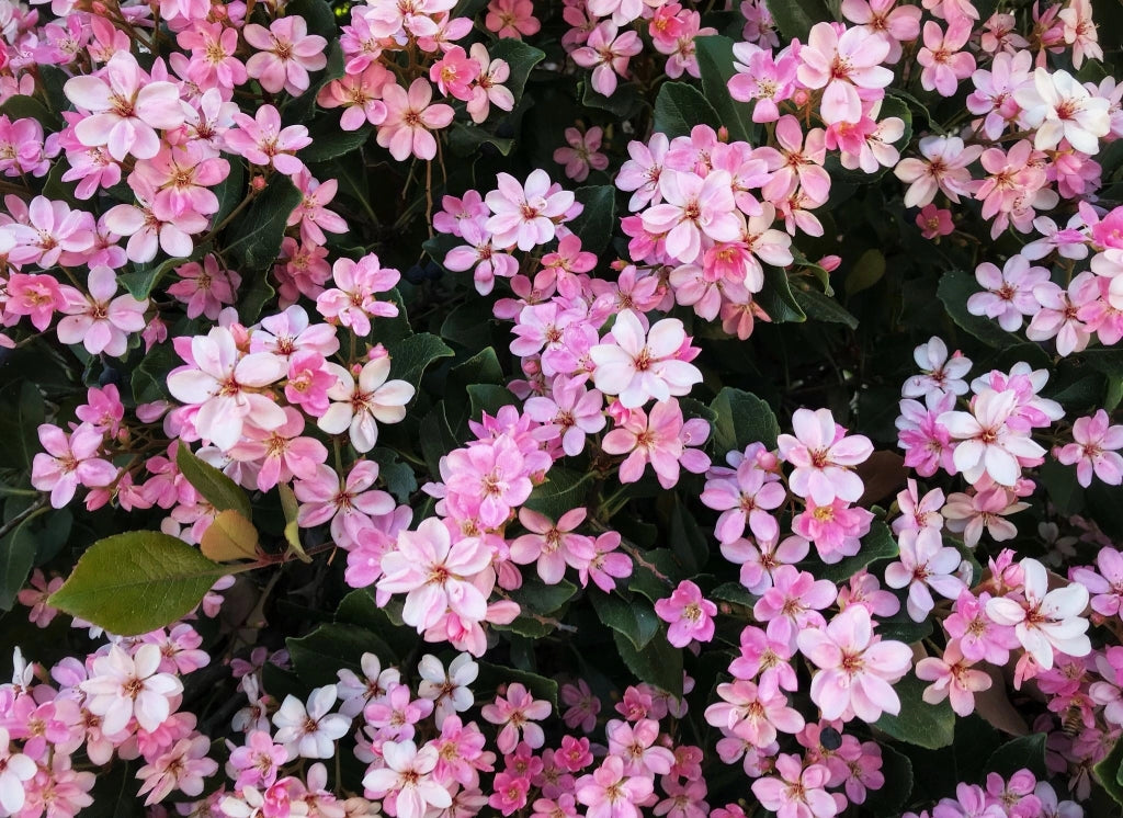 RHAPHIOLEPIS SPRINGTIME ROSA VASO 24