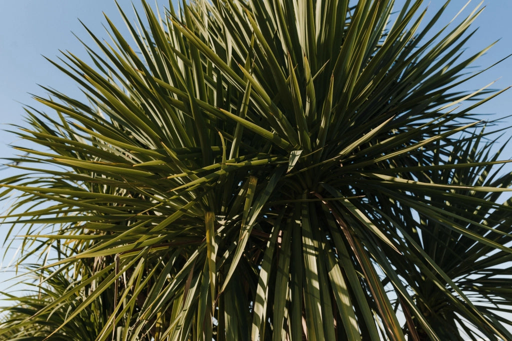 YUCCA FILAMENTOSA VASO 24