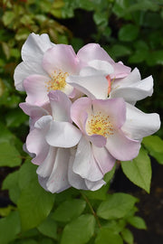 Rosa Sally Holmes: grandi fiori chiari e fioritura abbondante e luminosa