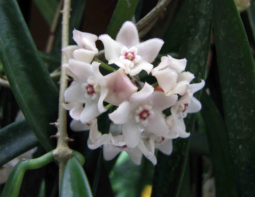 Pianta di hoya shepherdii (foto reale)