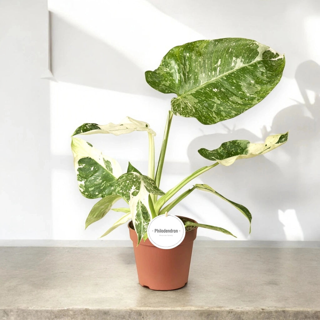Gardenaria Philodendron 'Jose buono' - Pianta da interno ornamentale Altezza: 25 cm (vaso 15)
