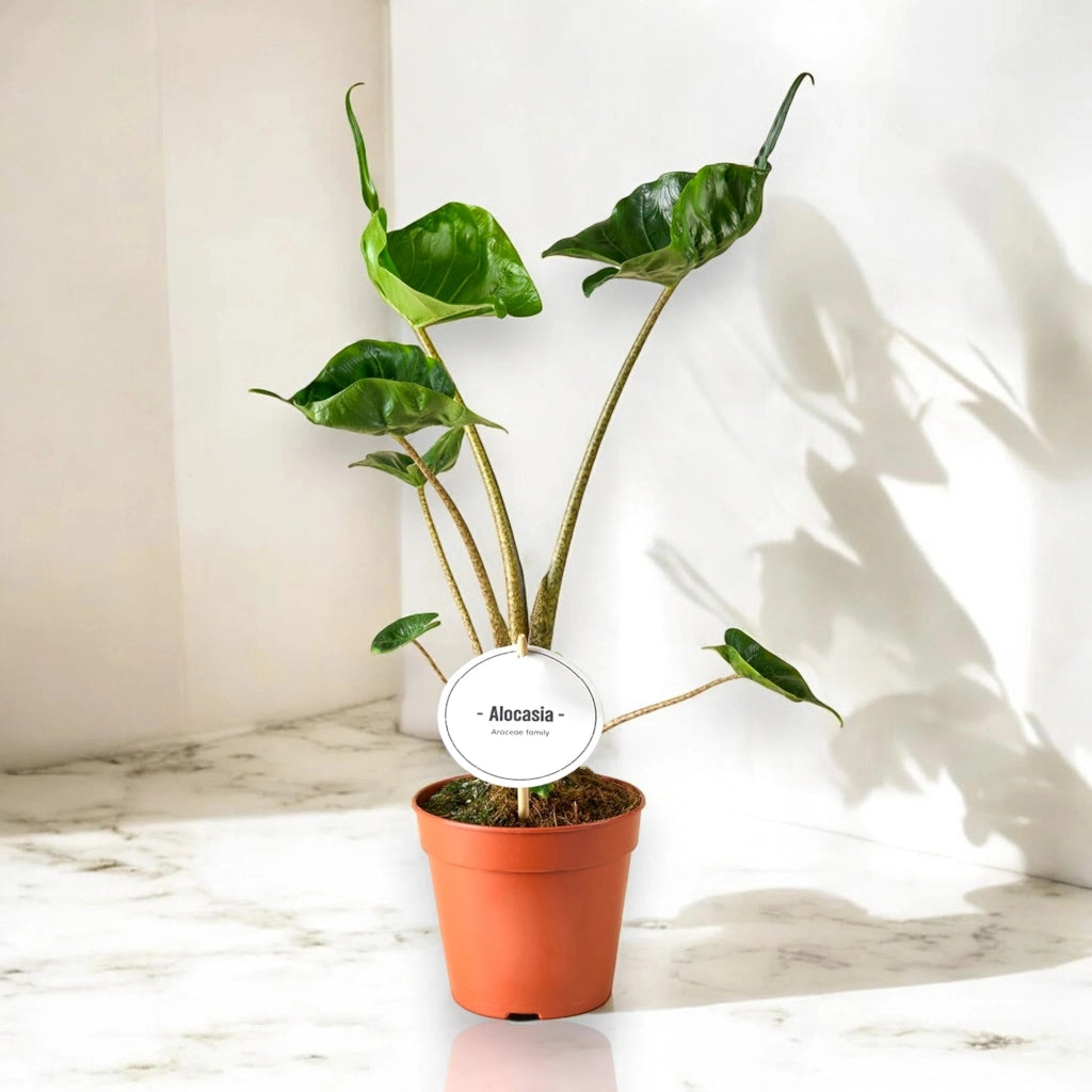 Gardenaria Alocasia stingray - Pianta da interno ornamentale Altezza: 25 cm (vaso 12)