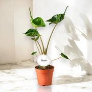 Gardenaria Alocasia stingray - Pianta da interno ornamentale Altezza: 25 cm (vaso 12)