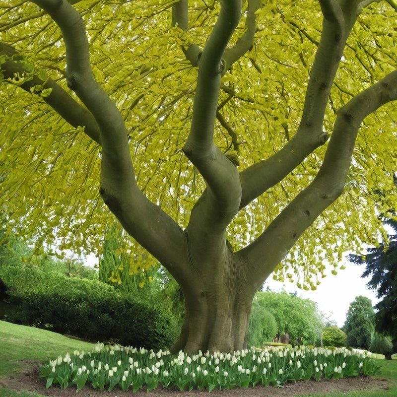 Liriodendron Tulipifera ALBERO DEI TULIPANI fiore BIANCO in vaso 18 cm AMDGarden
