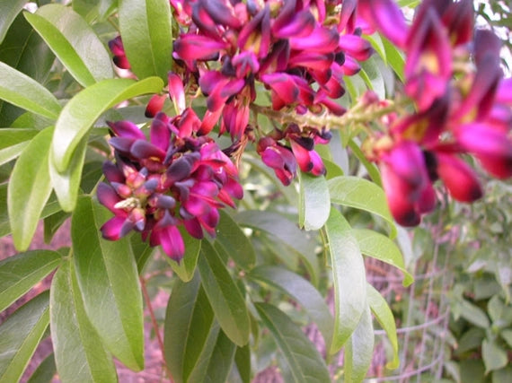 Millettia japonica – Glicine estivo Glicine rosso rampicante  V18 H 180cm