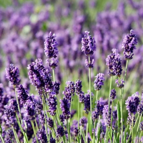 Lavandula angustifolia in vaso 18 – lavanda officinale profumata