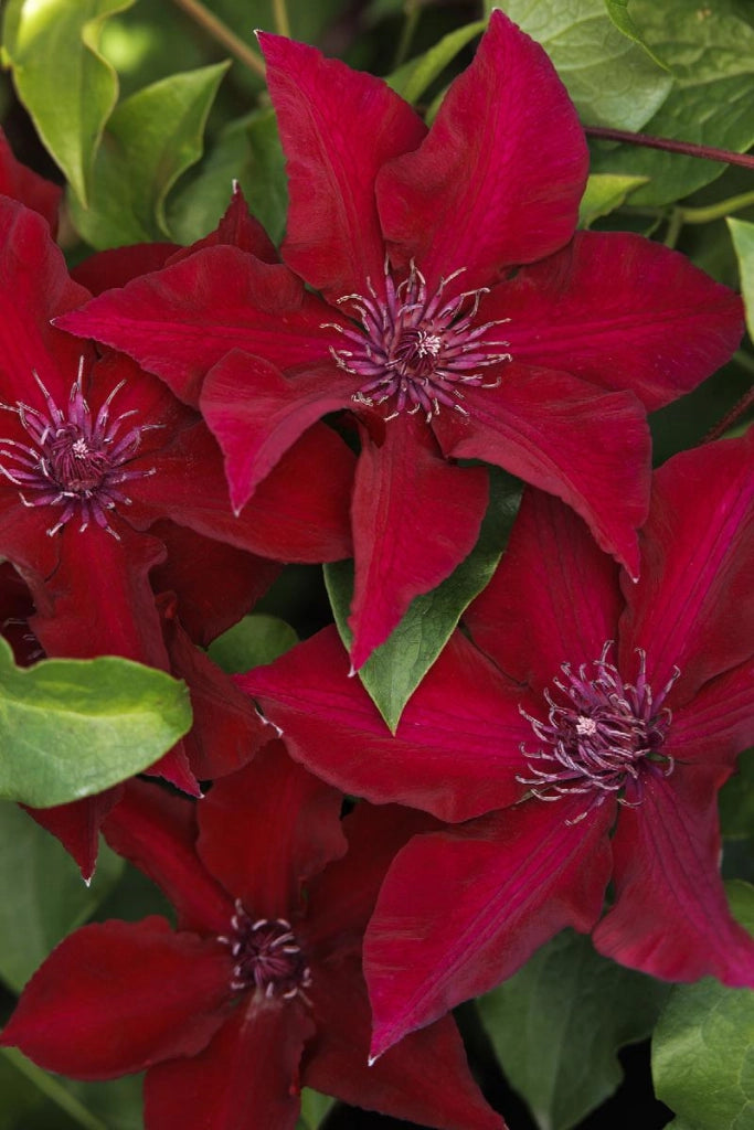 Pianta Clematis boulevard H 70cm Colore: Rossa