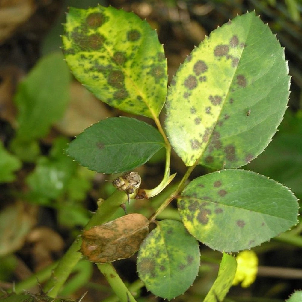 OSSICORURO DI RAME FUNGICIDA PIANTE concime curativo OIDIO MALBIANCO FLORTIS 250