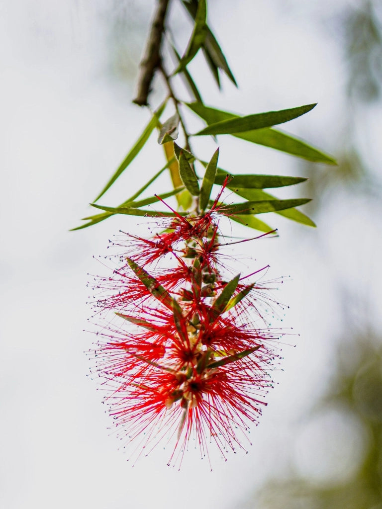 CALLISTEMON CAPTAIN COOK (PIANTA SCOVOLINO) VASO 18