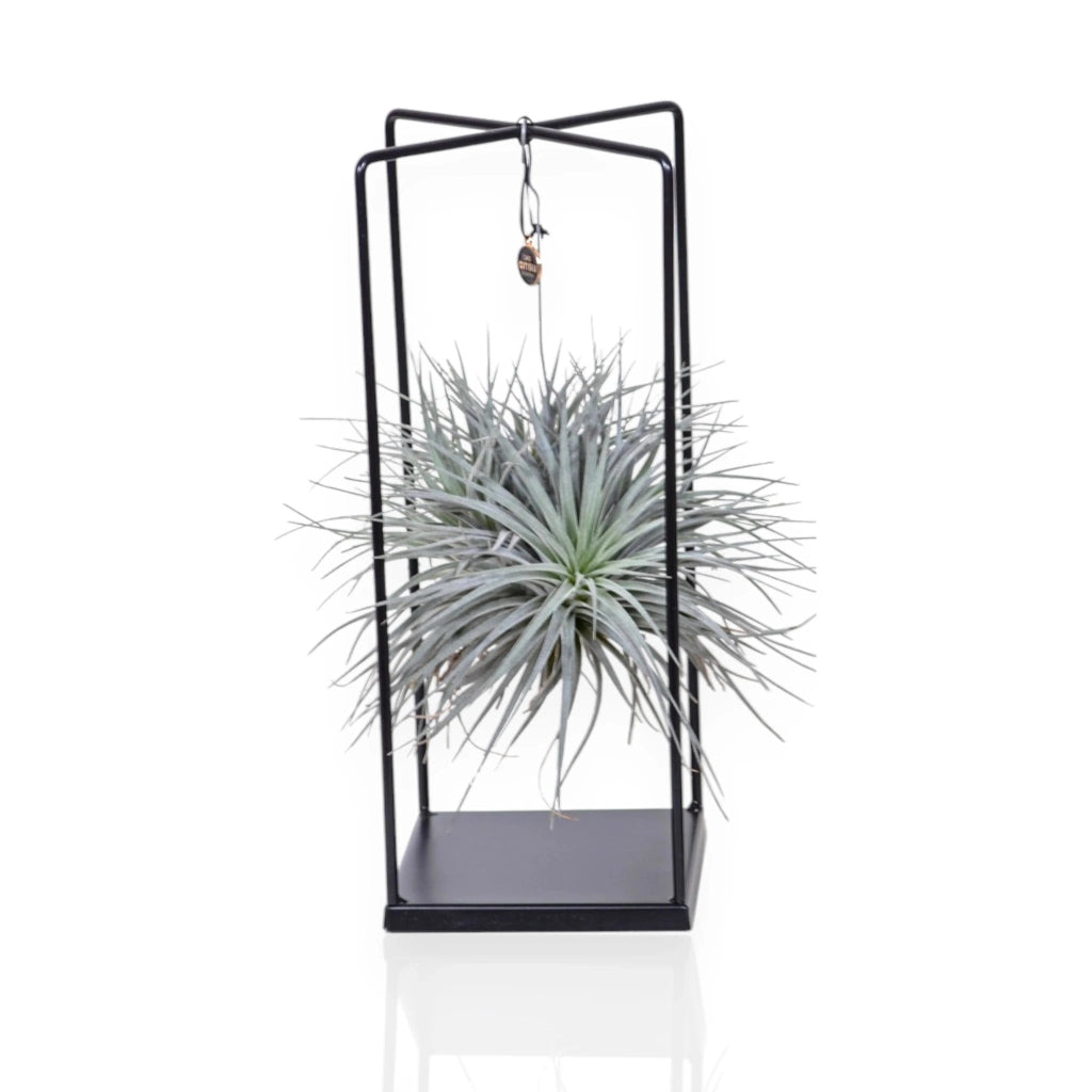 Gardenaria Tillandsia 'Cube' - Pianta da interno ornamentale Altezza: 30 cm (vaso 17)