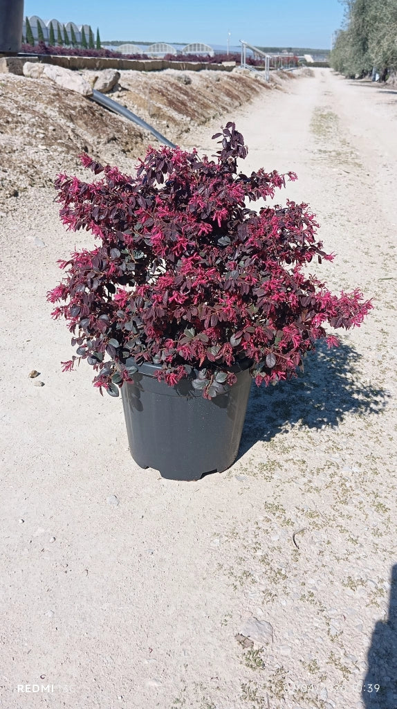 LOROPETALUM CHINENSE CESP.30 BLACK PEARL