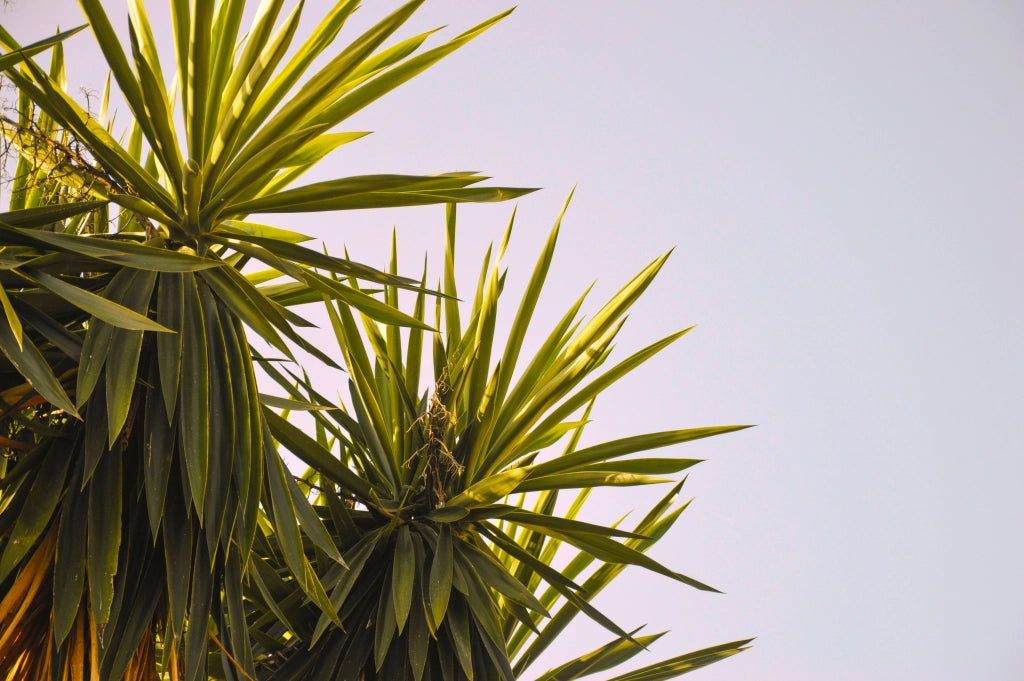 YUCCA ELEPHANTIPES MULTITRONCO 55