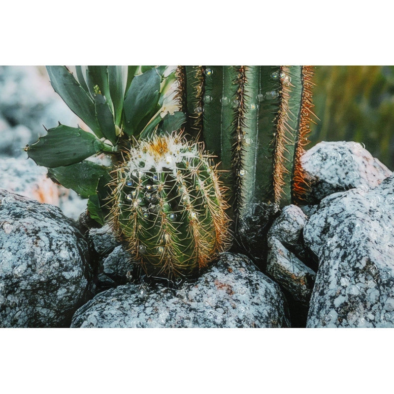 Stampa Su Tela Laccata Con Cornice Cactus -a- cm 60x4x90