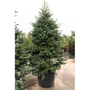 Abete Nordmanniana 180 cm – Albero di Natale Naturale, Folto e Sempreverde