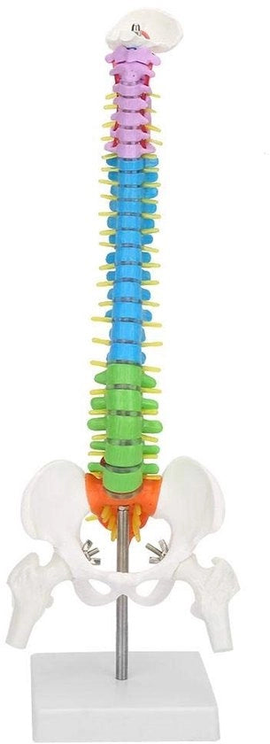 Modello a spirale estremamente flessibile - Modello anatomico - Colonna vertebrale umana - Bacino-femore - 45 cm - Dimensione naturale