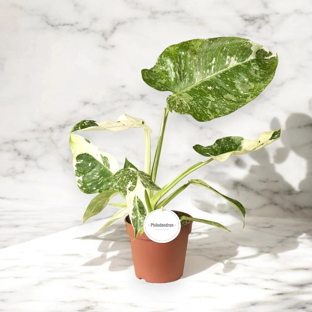Gardenaria Philodendron 'Jose buono' - Pianta da interno ornamentale Altezza: 25 cm (vaso 15)