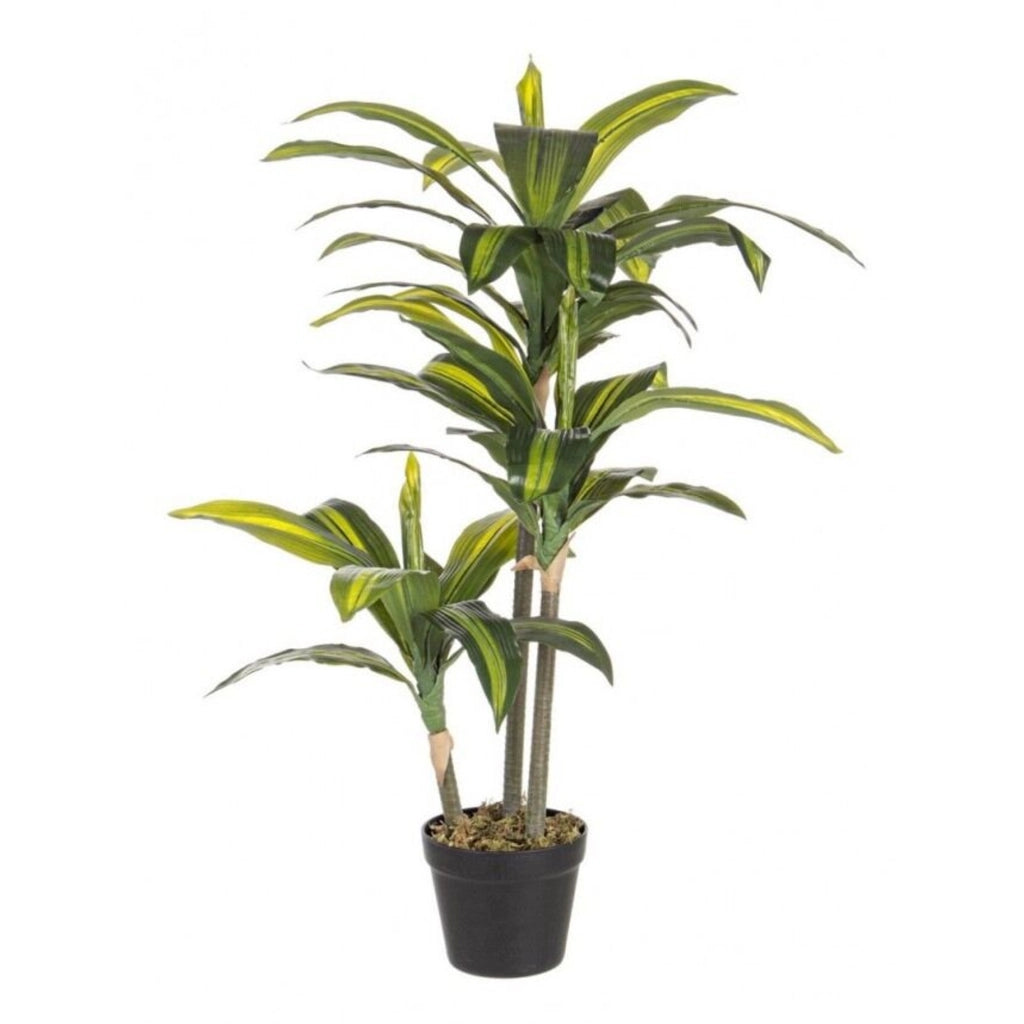Pianta dracena c-vaso 43foglie 88cm